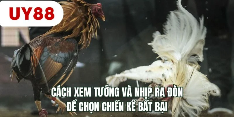 Cách xem tướng và nhịp ra đòn để chọn chiến kê bất bại