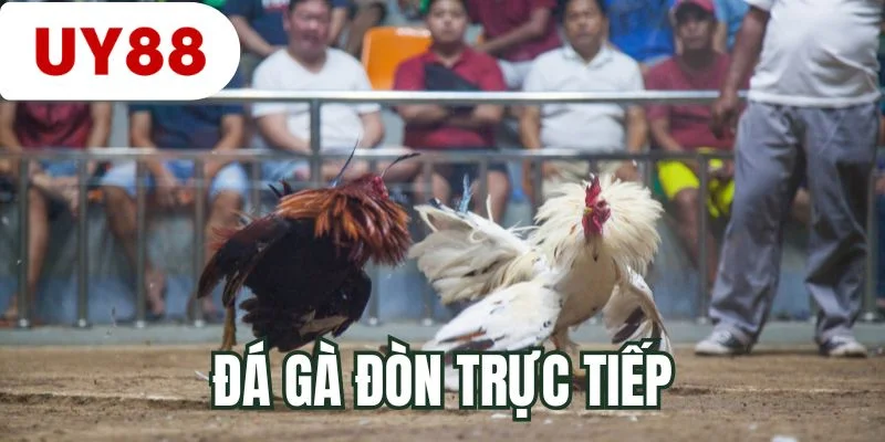 Đá gà đòn trực tiếp