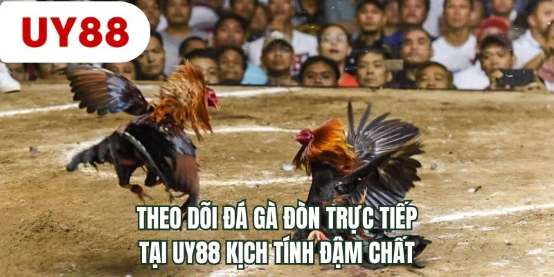 Theo dõi đá gà đòn trực tiếp tại UY88 kịch tính đậm chất